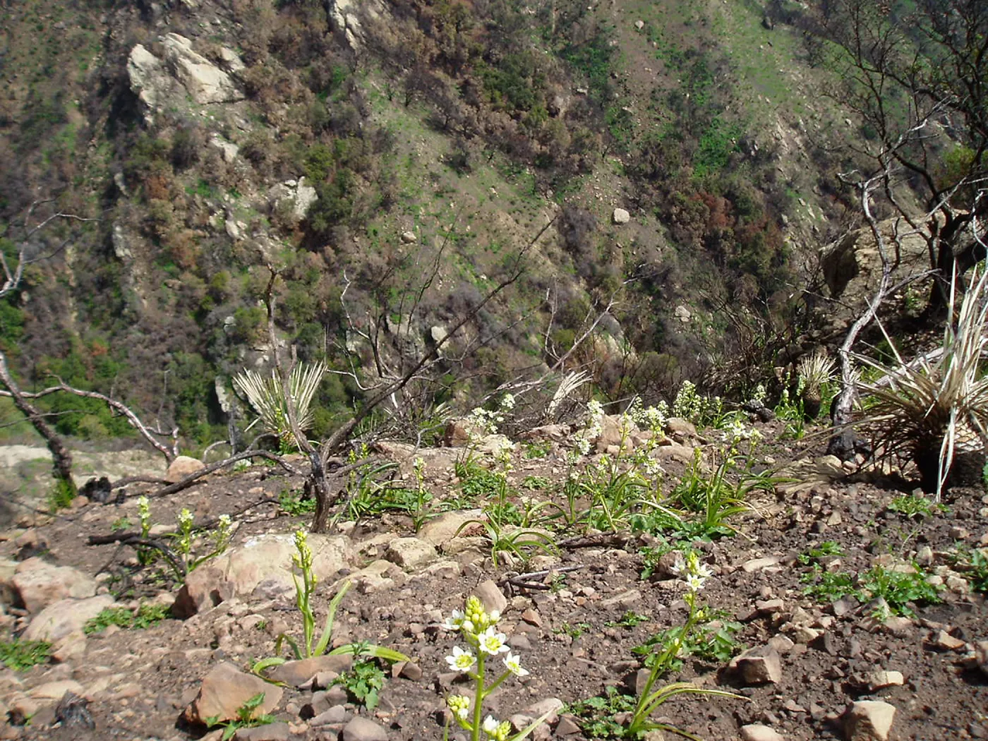 Winchester Canyon After the Gap Fire, emergent vegetative growth