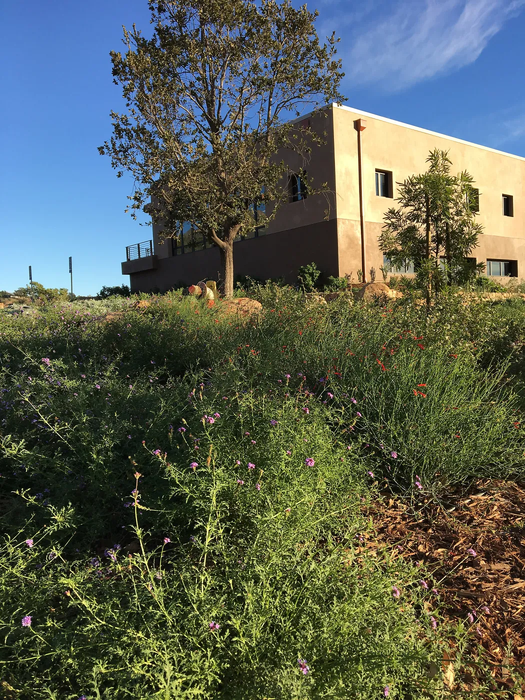 Verbena â€˜de la Mina' and Gambelia â€˜Gran Canon', Island View Garden