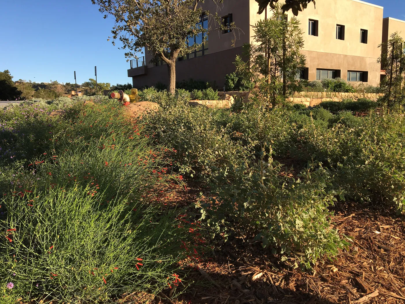 Verbena â€˜de la Mina' and Gambelia â€˜Gran Canon', Island View Garden