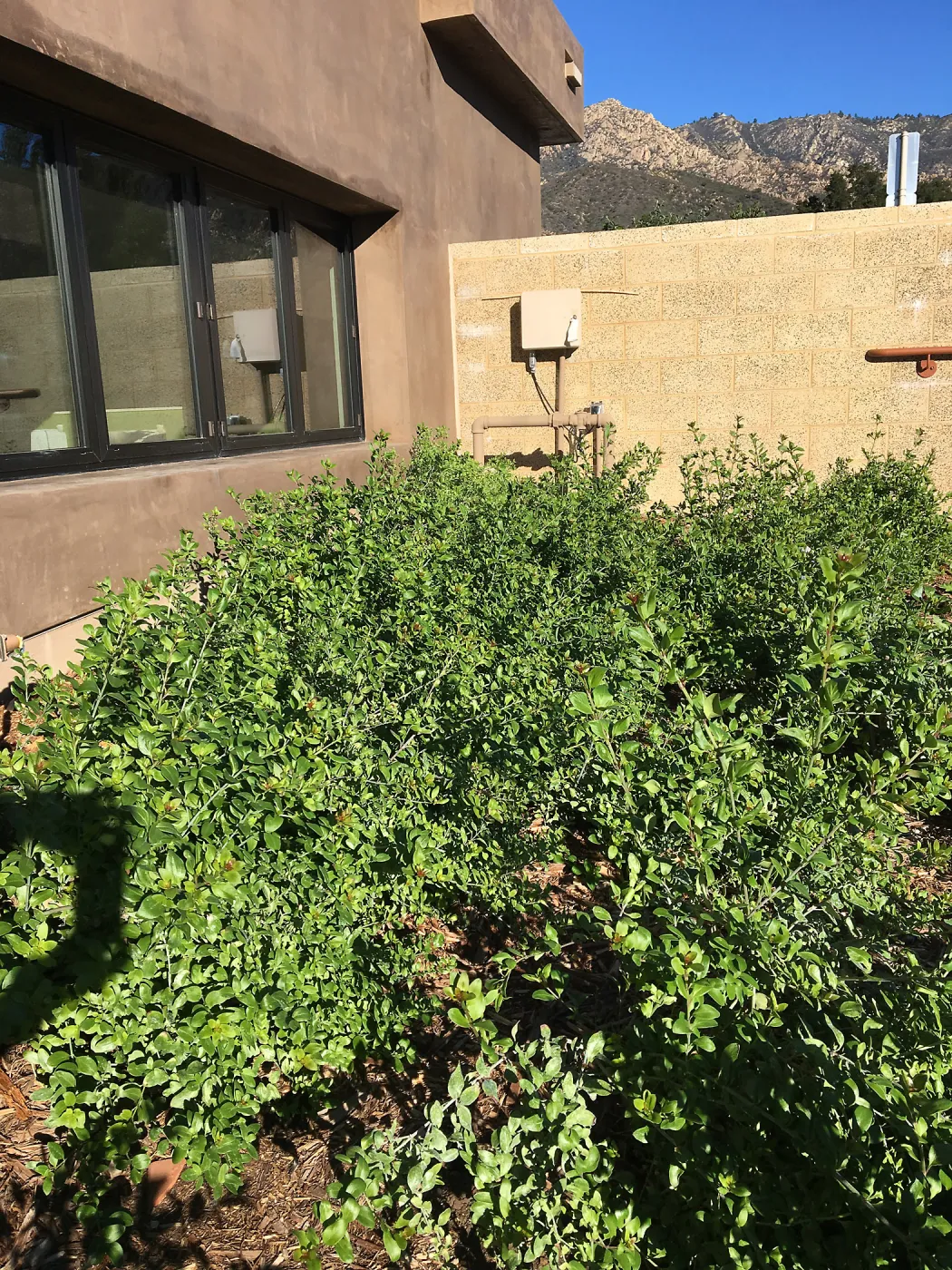 Gambelia speciosa at the Pritzlaff Conservation Center
