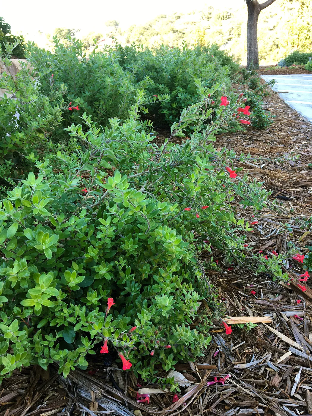Gambelia speciosa at the Pritzlaff Conservation Center