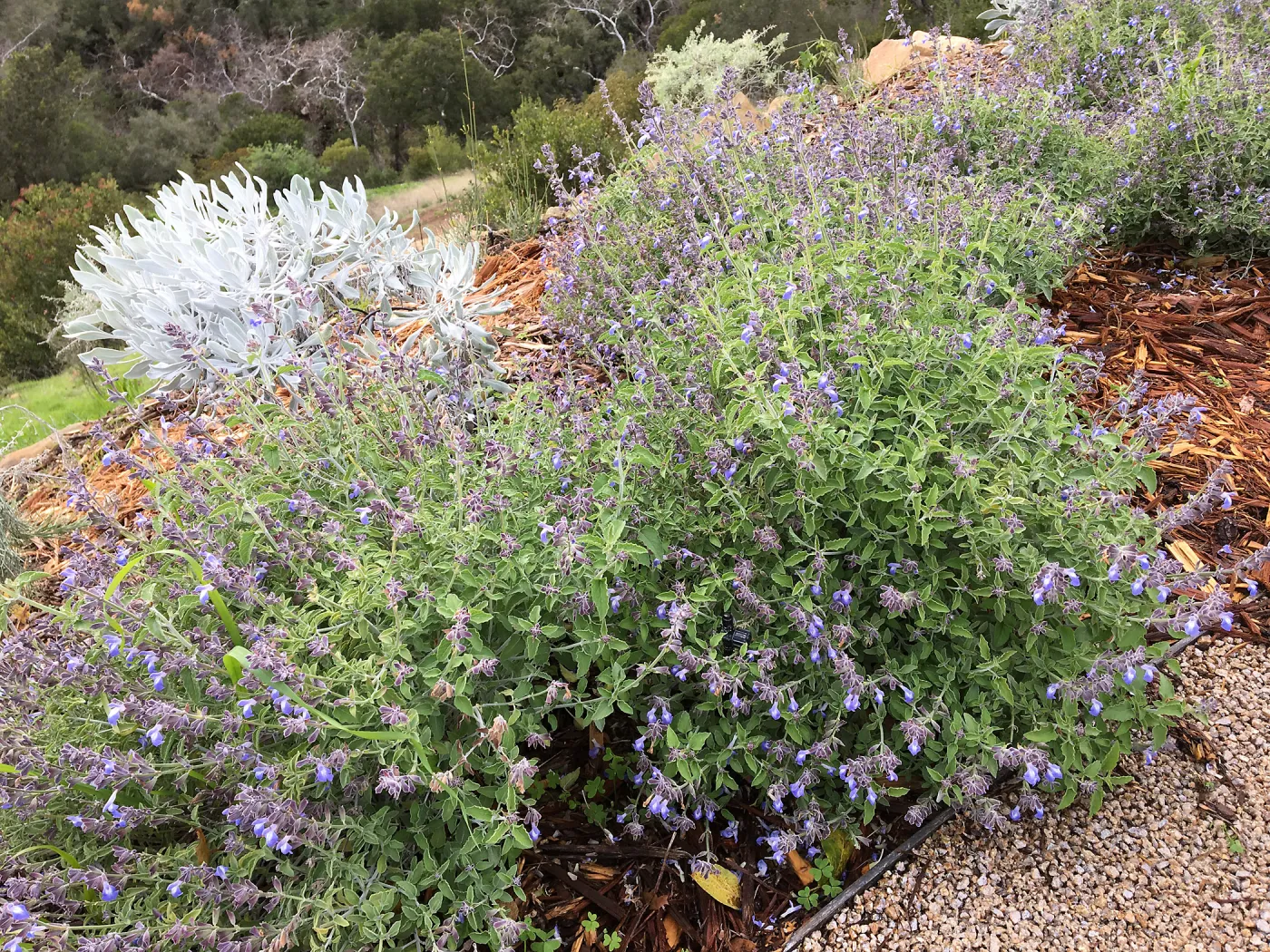 Salvia (Sage) cedrocensis at PCC Island View Garden