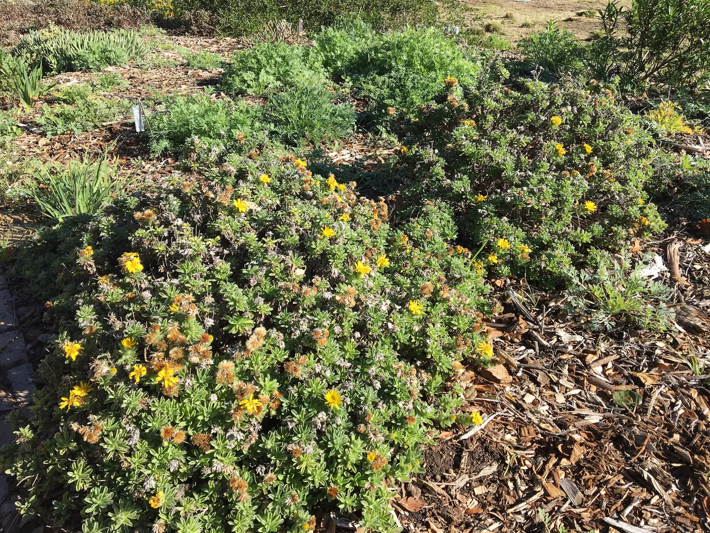 Heterotheca â€˜San Bruno Mtn' in Meadow border