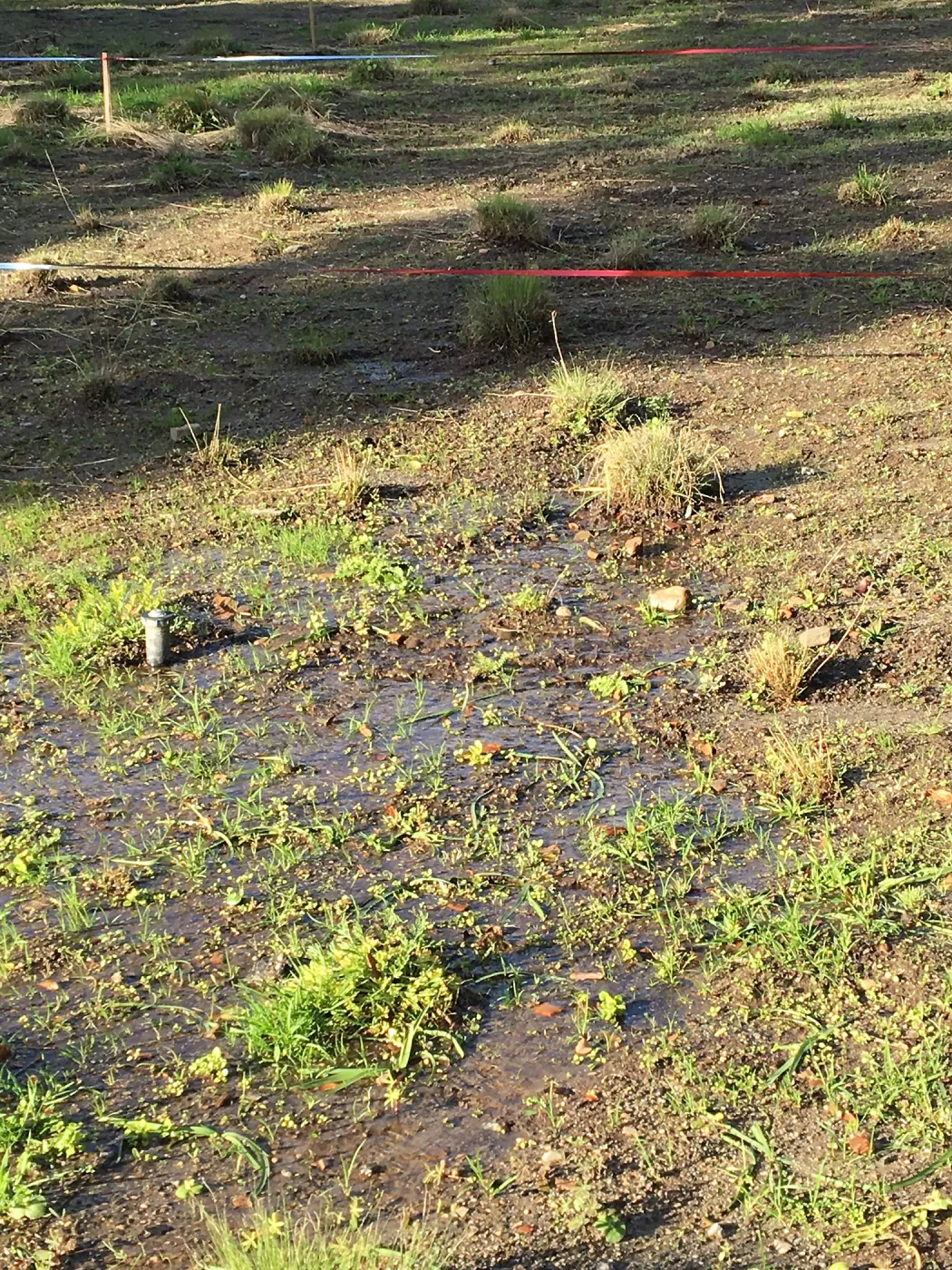Meadow after rainstorm