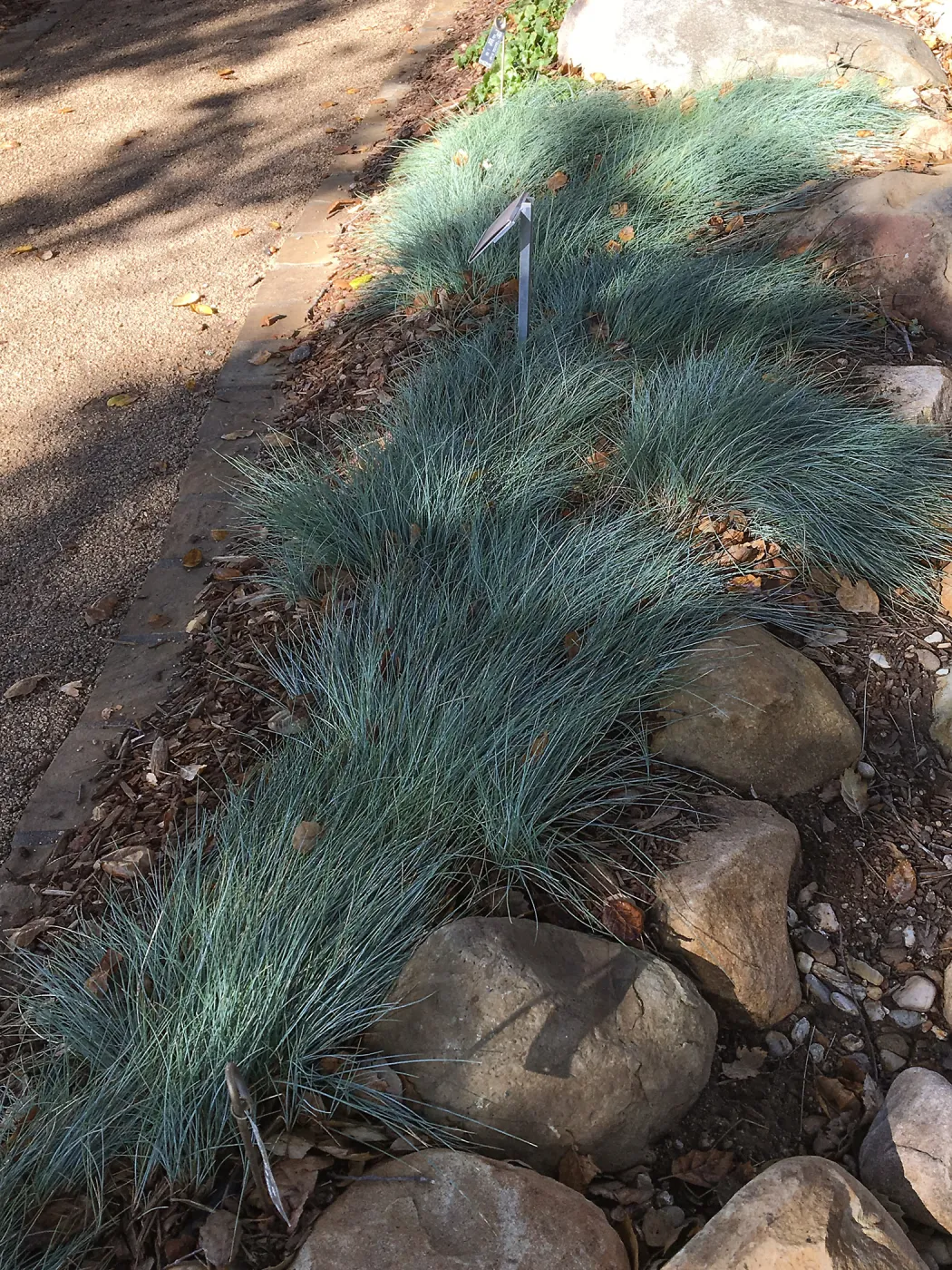 Festuca â€˜Patricks Point' in Home Demonstration Garden