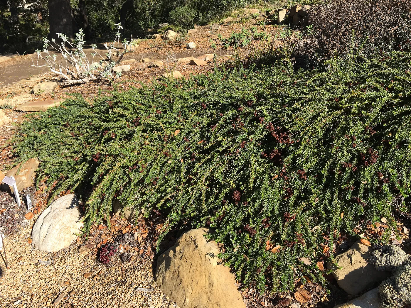 Eriogonum â€˜Bruce Dickinson' in the Meadow View