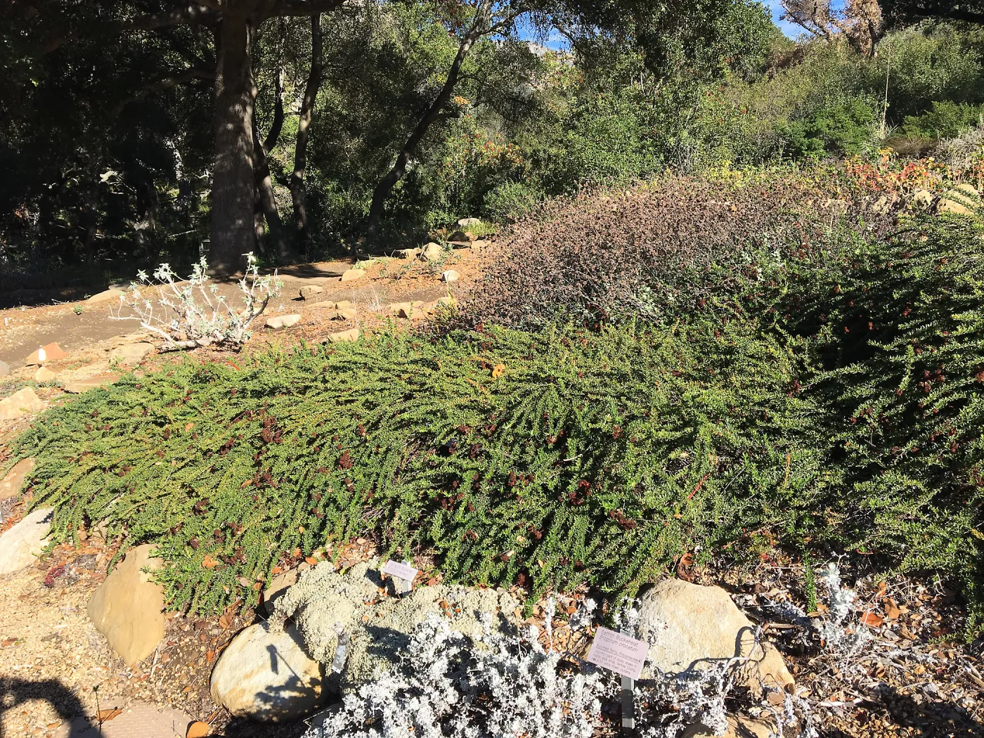 Eriogonum â€˜Bruce Dickinson' in the Meadow View