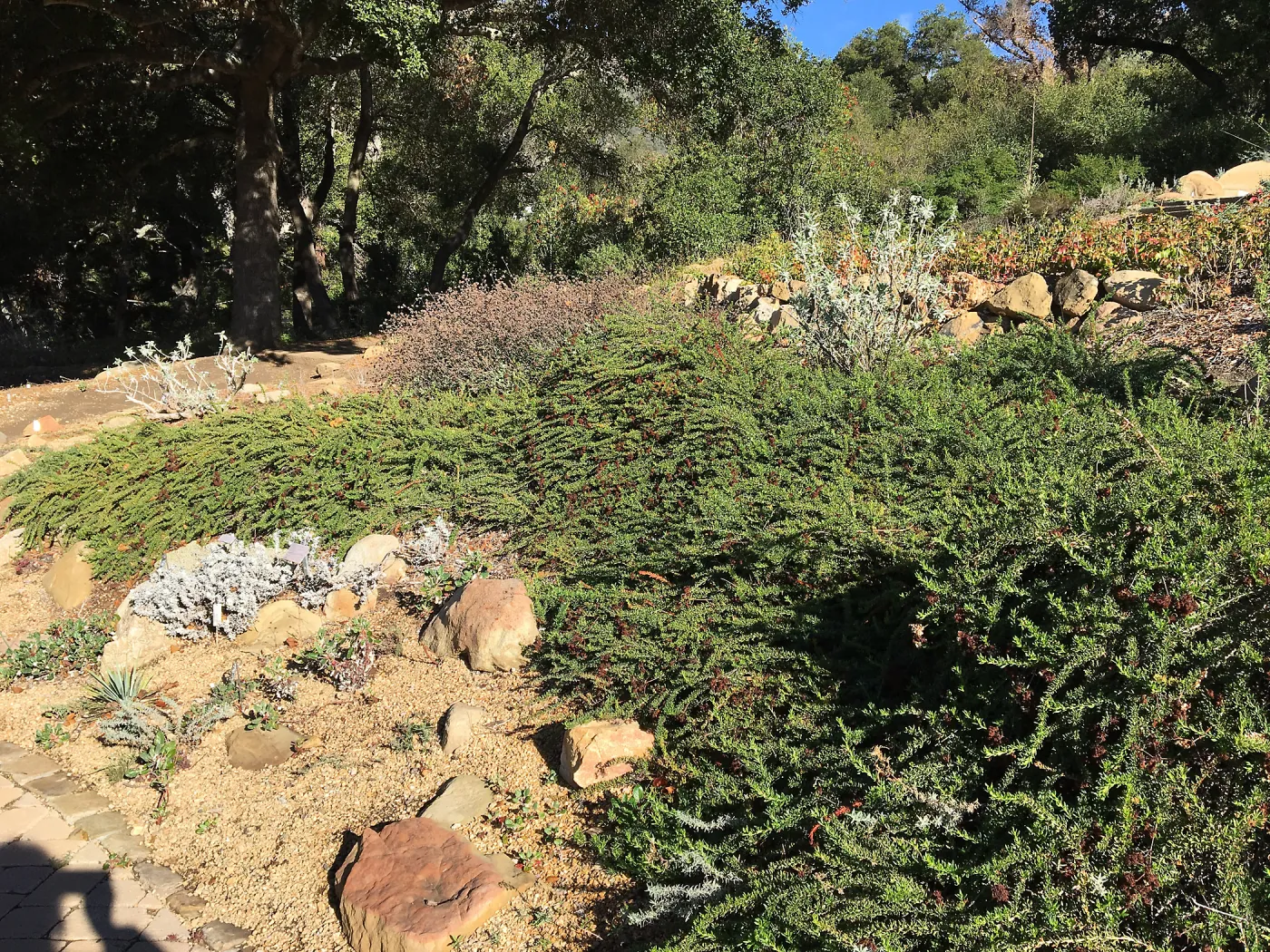 Eriogonum â€˜Bruce Dickinson' in the Meadow View