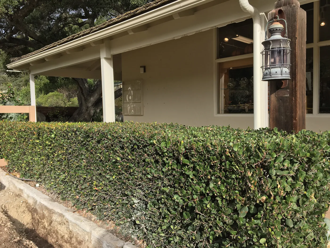 Rhus integrifolia hedge in courtyard