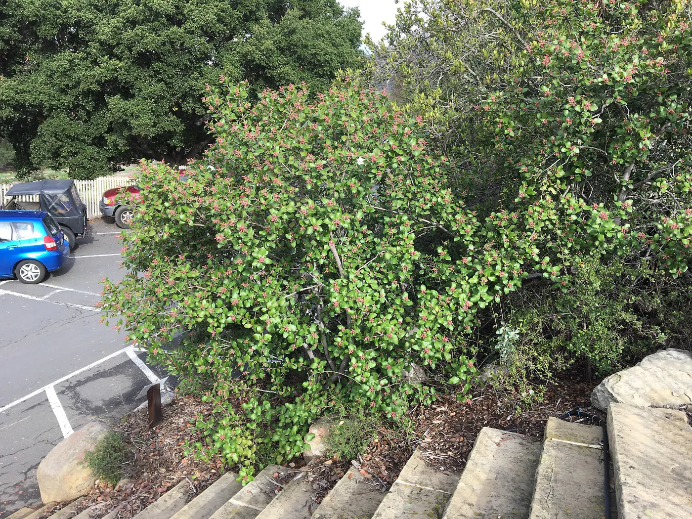 Rhus integrifolia, stairs from parking lot to Mission Canyon Road