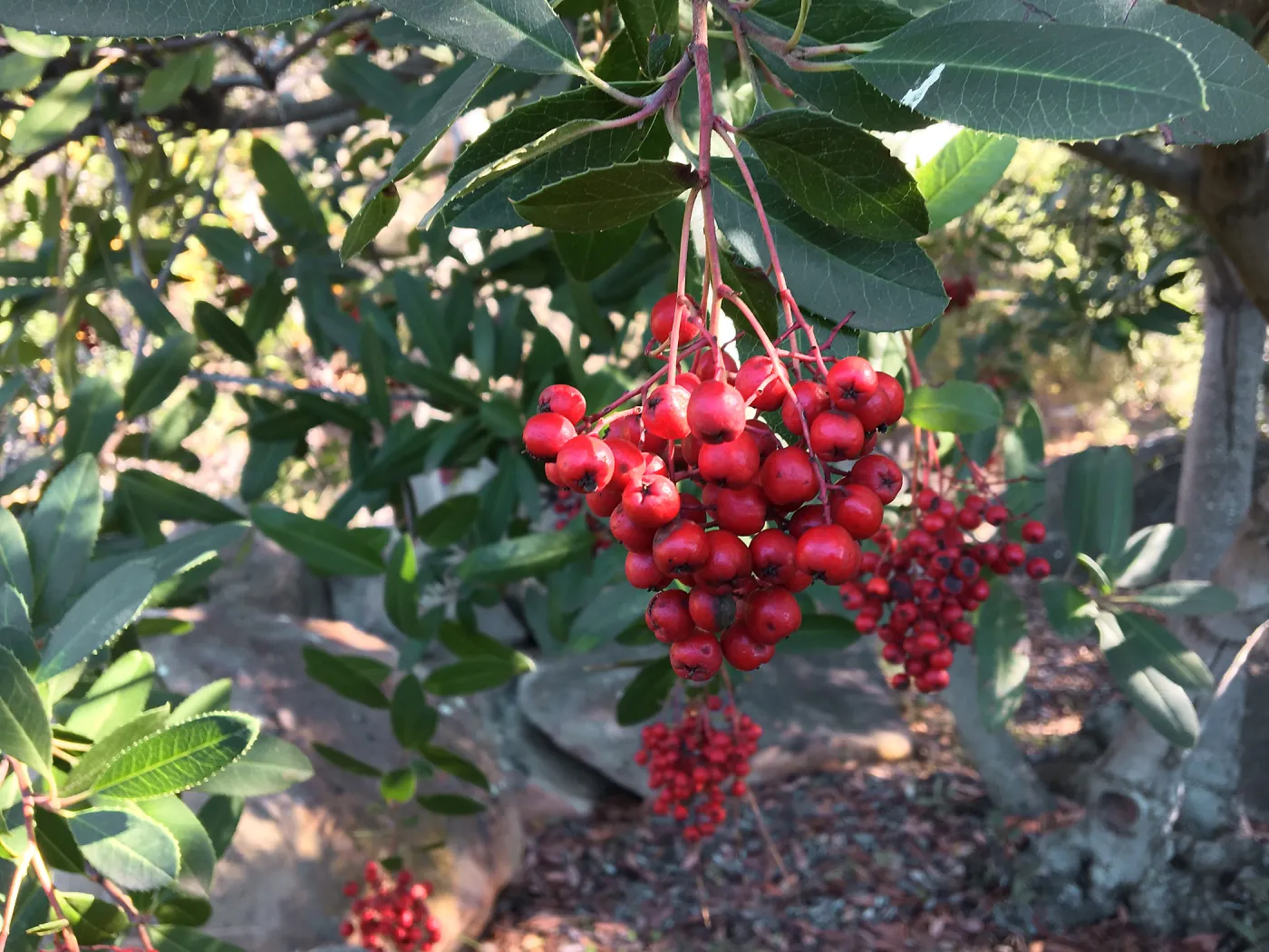 Closeup of Toyon berries