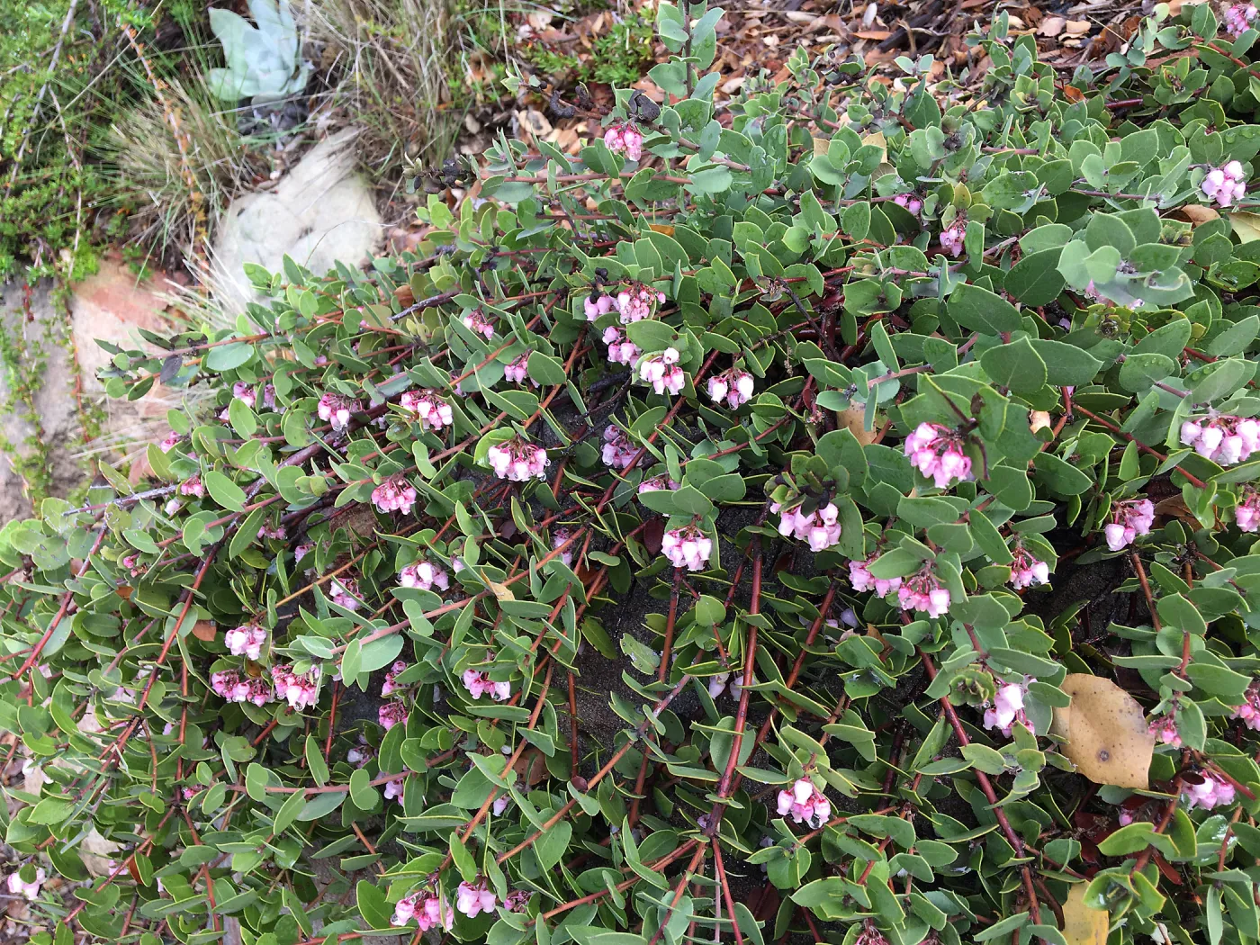 Arctostaphylos â€˜Arroyo Cascade'