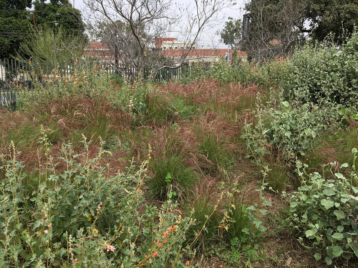 Urban Nature Garden at the Natural History Museum of Los Angeles