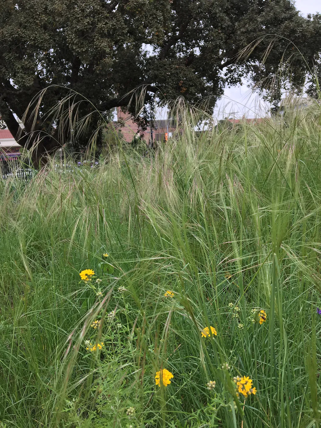 Urban Nature Garden at the Natural History Museum of Los Angeles