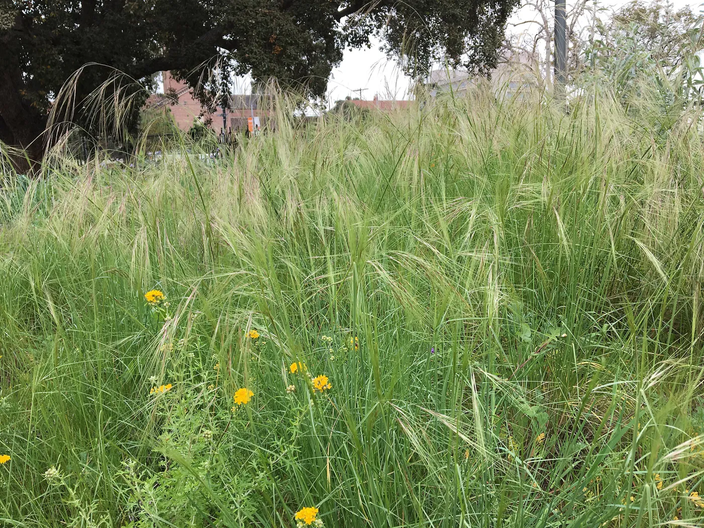 Urban Nature Garden at the Natural History Museum of Los Angeles