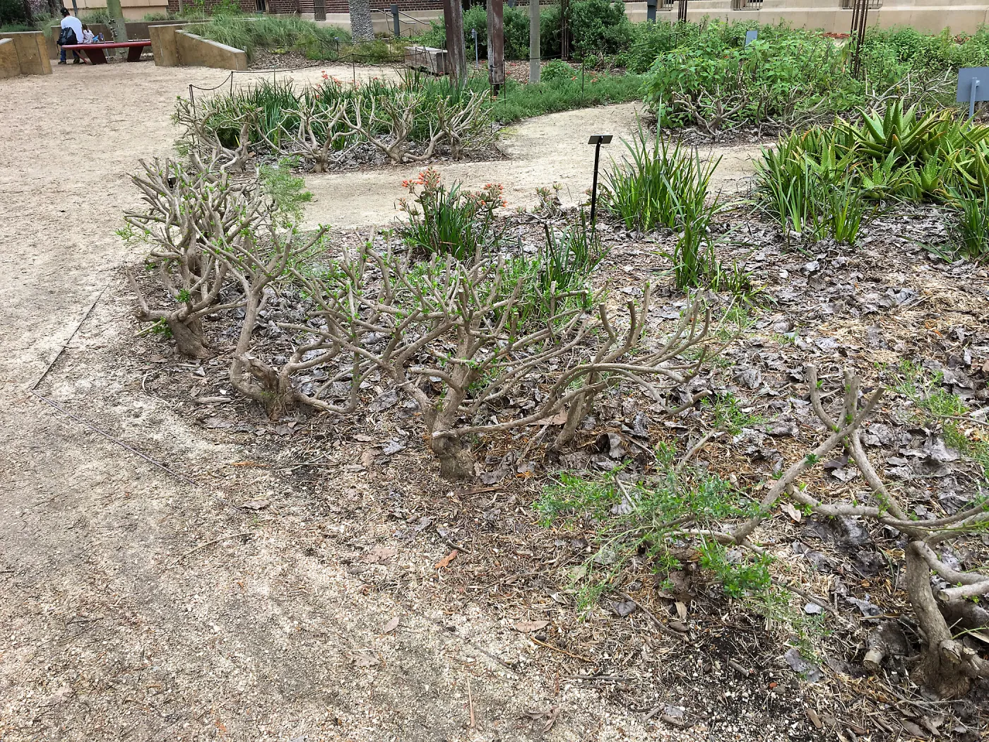 Urban Nature Garden at the Natural History Museum of Los Angeles