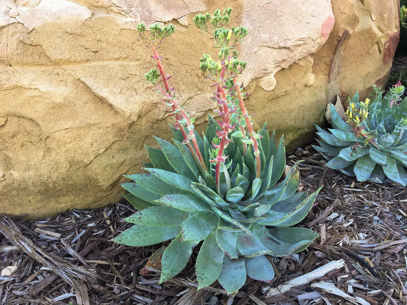 Dudleya brittonii at the Island View Garden