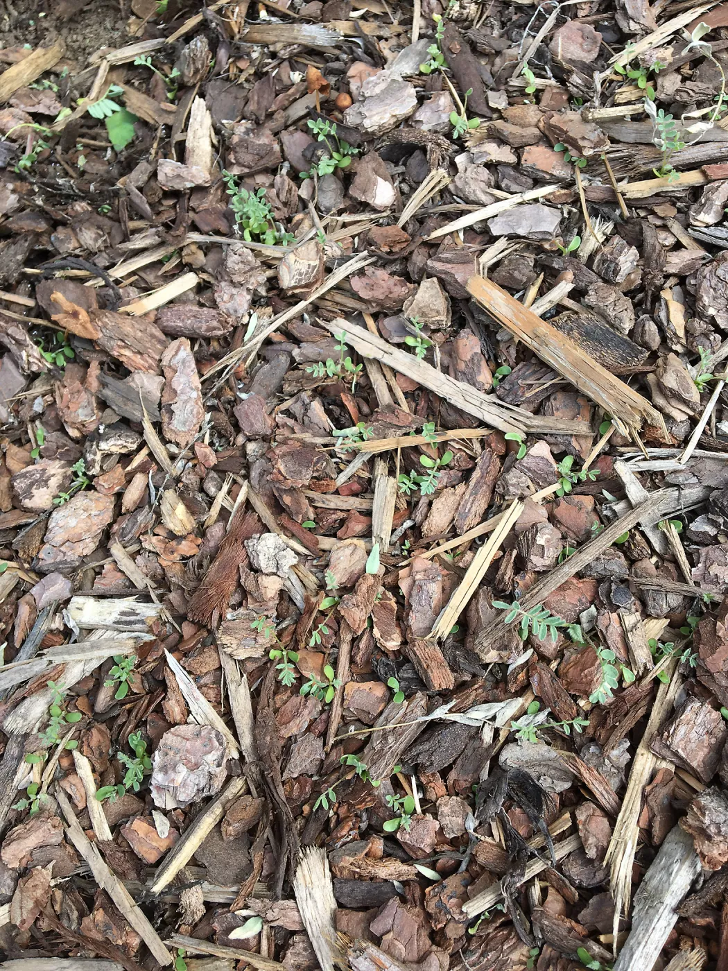 Seedlings of Ventura marsh milk vetch in planters at the Island View Garden