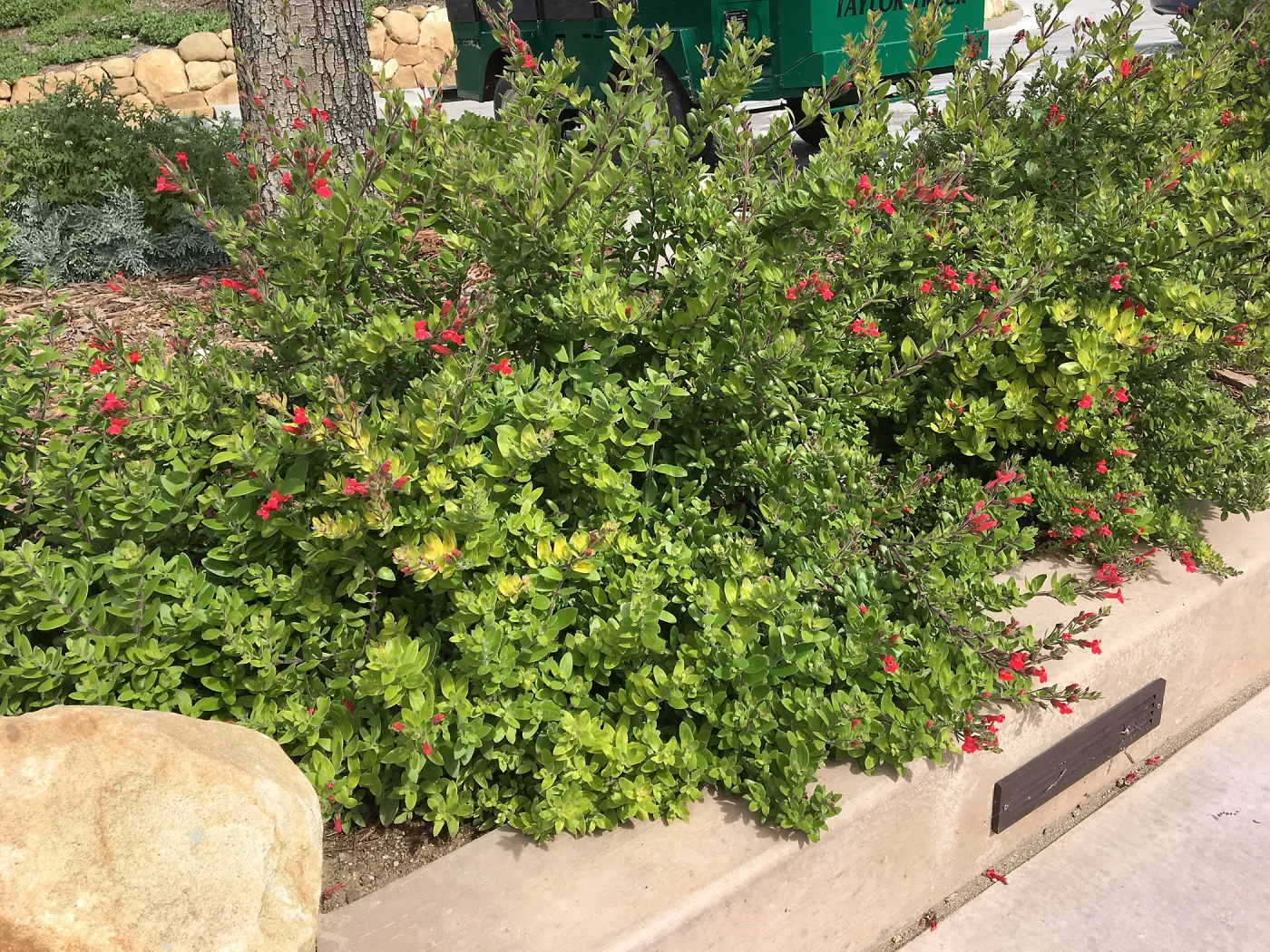 Gambelia speciosa, Island View Garden