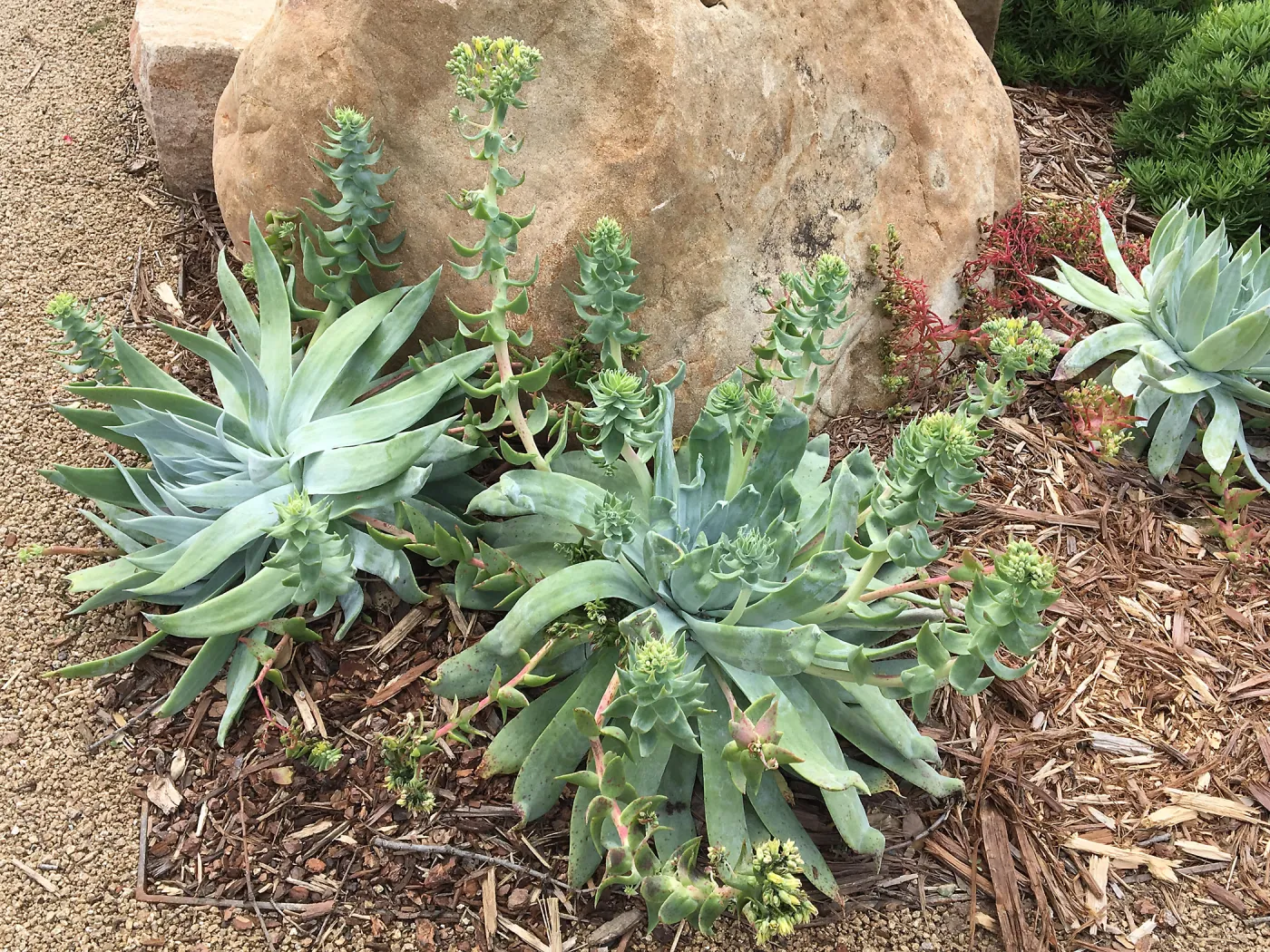 Dudleya brittonii at the Island View Garden