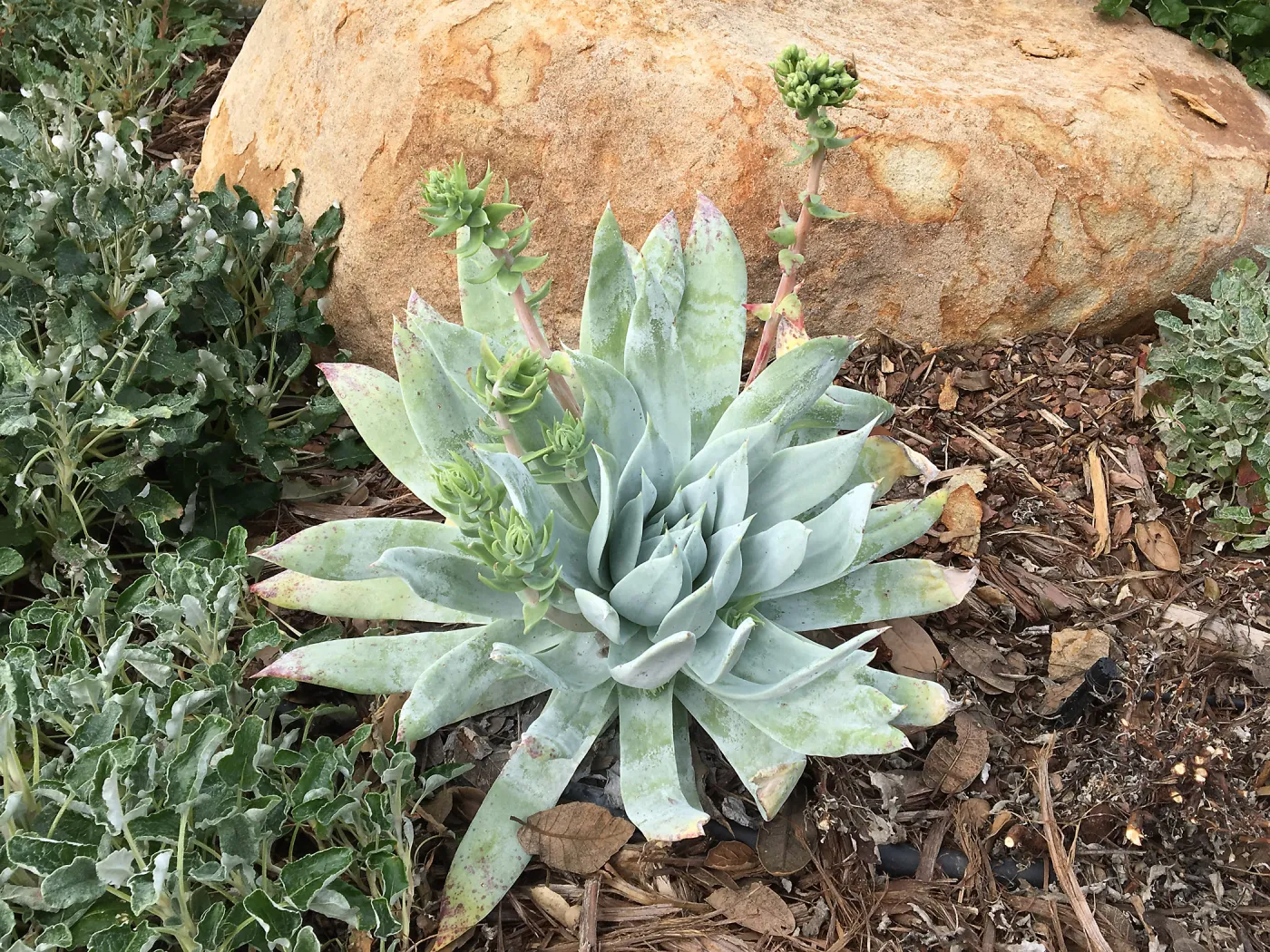 Dudleya brittonii at the Island View Garden