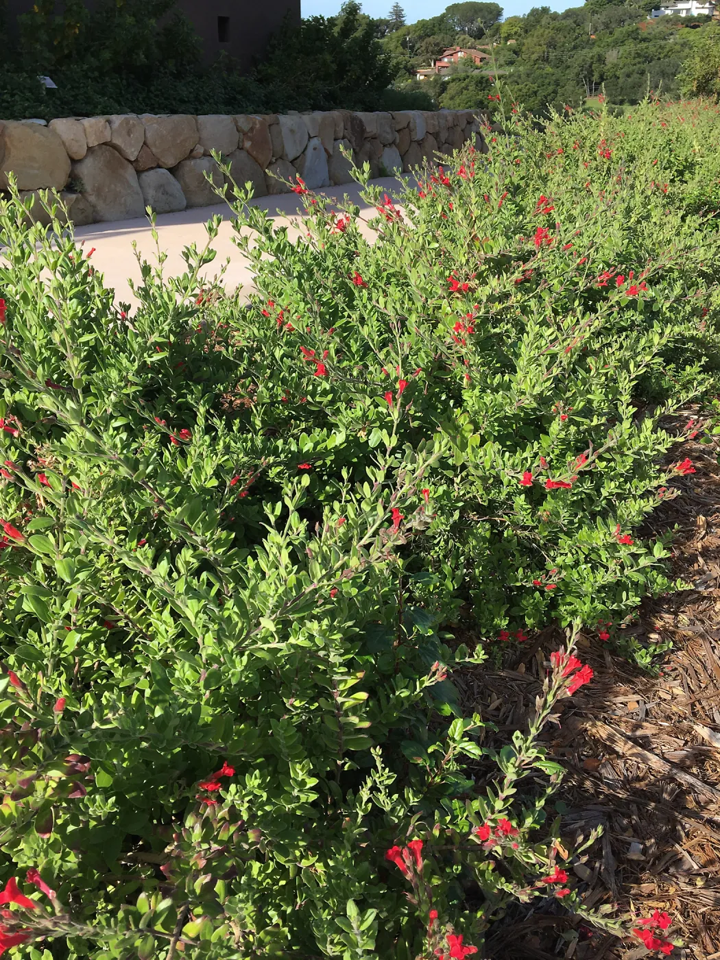 Gambelia speciosa at Pritzlaff Conservation Center