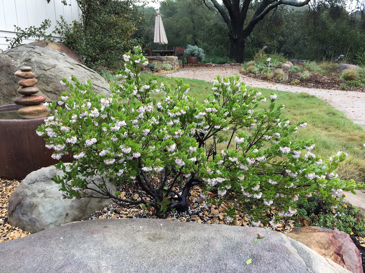 Arctostaphylos densiflora, Water-Wise Home Garden