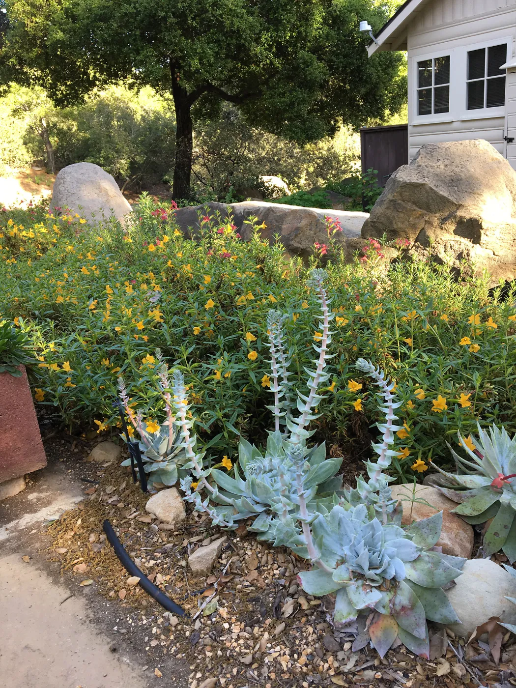 North side of Water Wise Home Garden