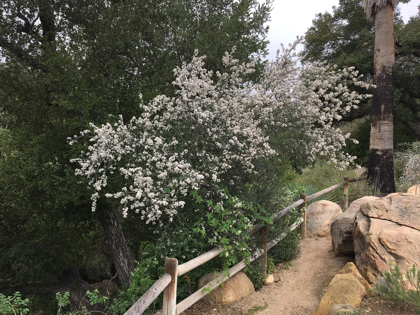 Ceanothus megacarpus, Desert Section