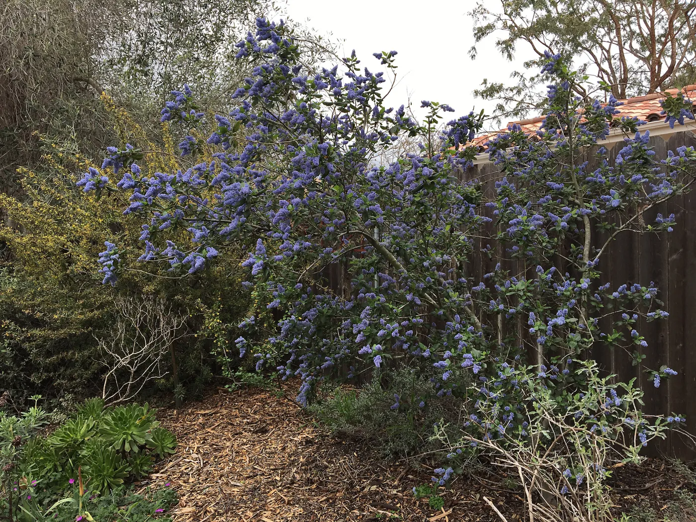Ceanothus â€˜Ray Hartman' in Betsy Collins garden