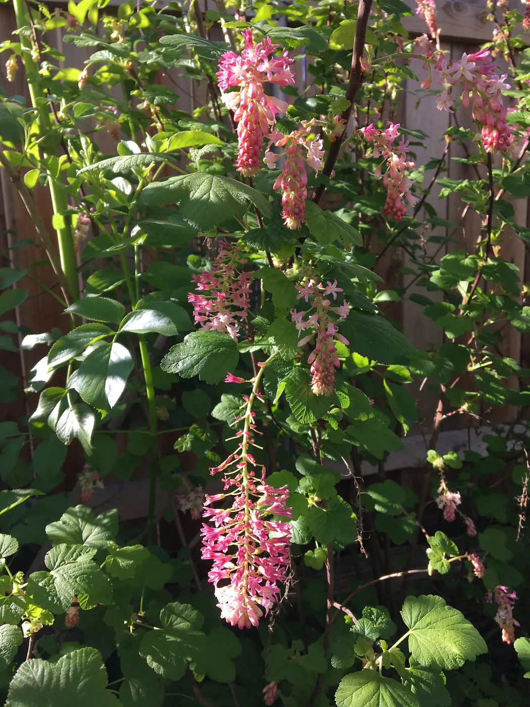 Ribes â€˜Spring Showers' in Betsy Collins garden