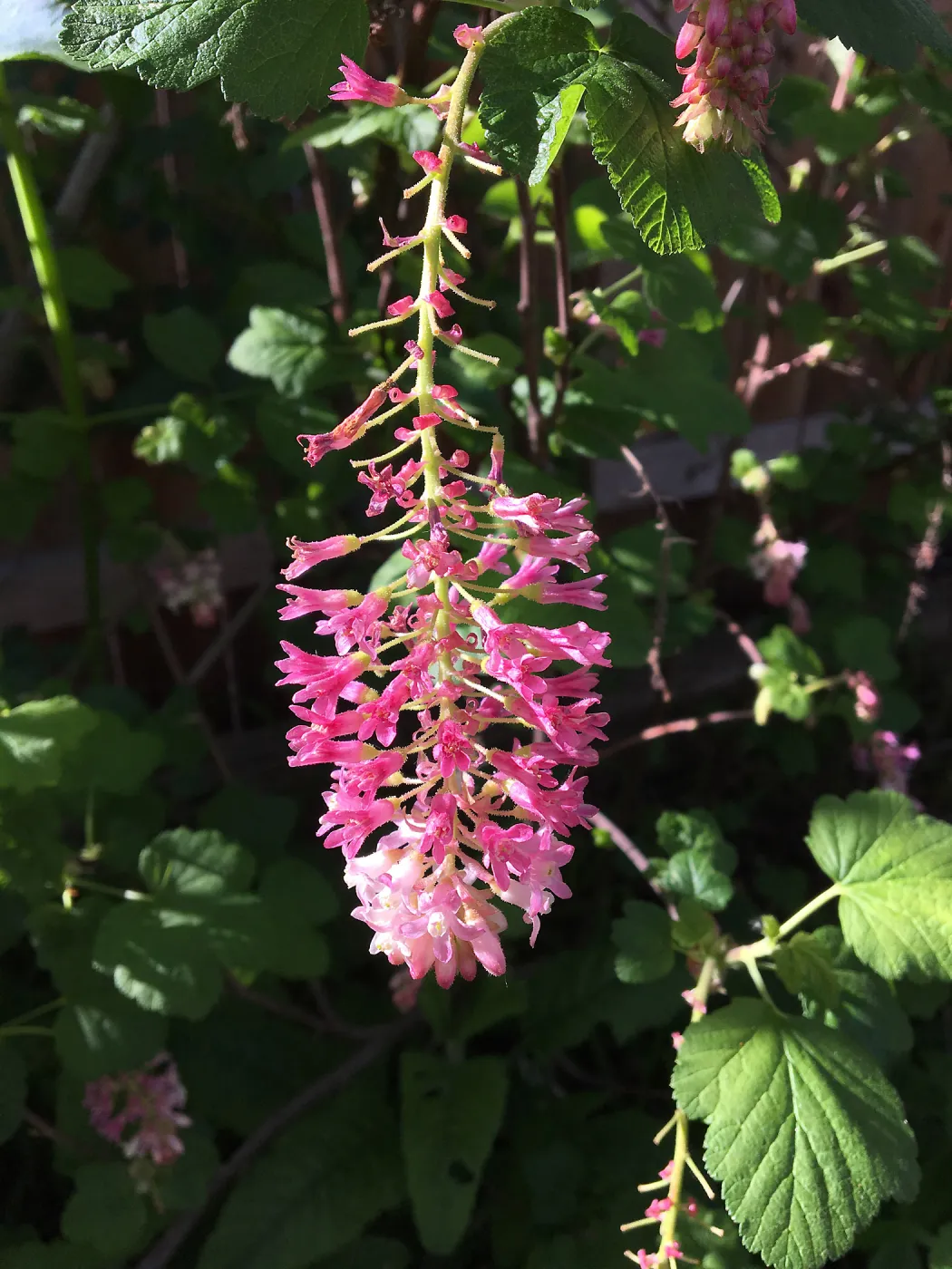 Ribes â€˜Spring Showers' in Betsy Collins garden