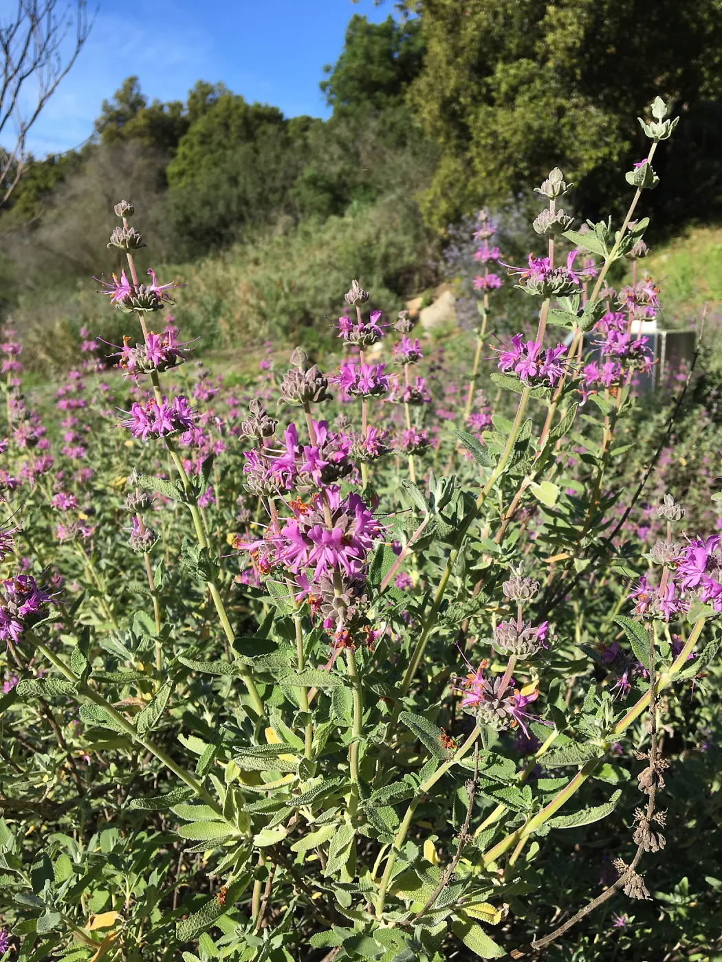 Salvia â€˜Amythyst Bluff' in the Tunnel Road Triangle