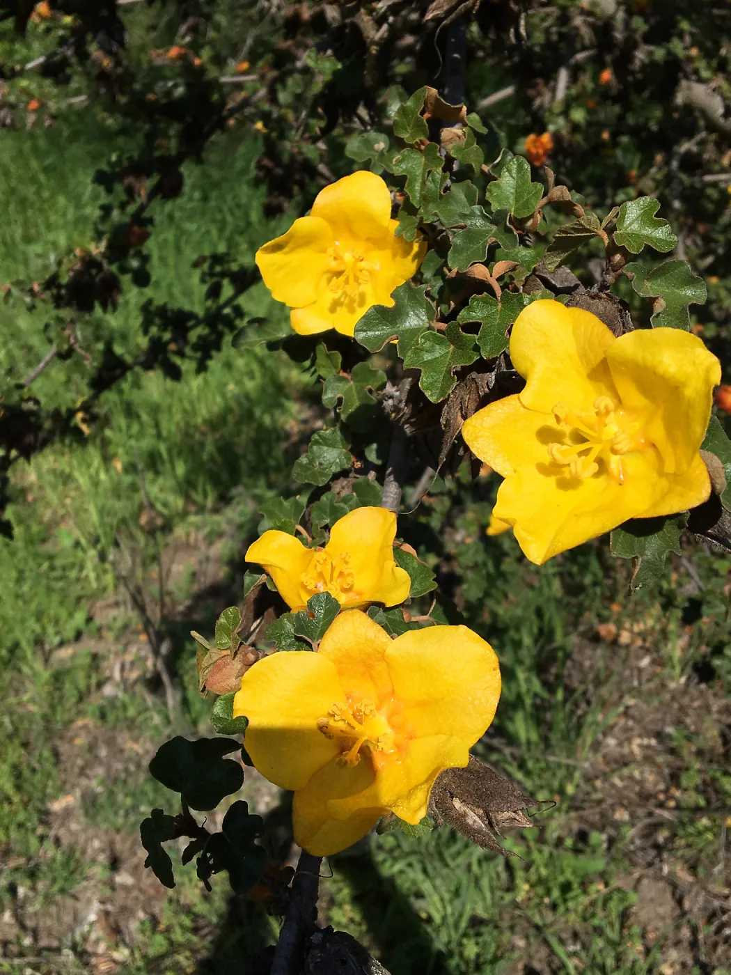 Fremontodendron planting in the Tunnel Road Triangle