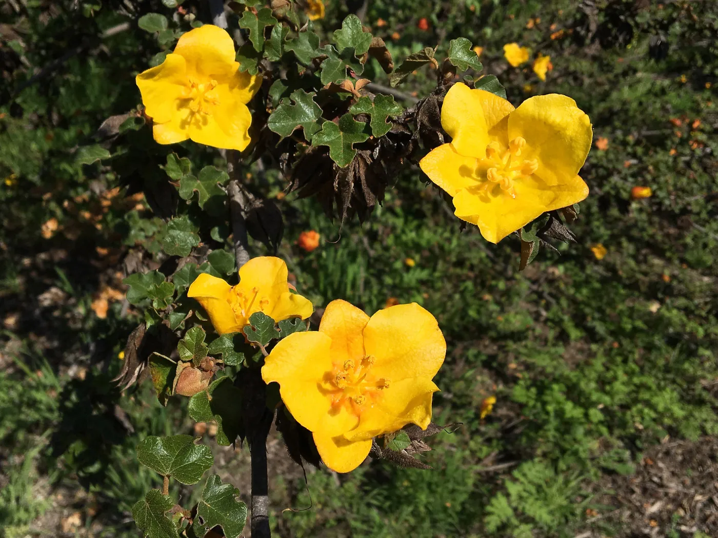 Fremontodendron planting in the Tunnel Road Triangle