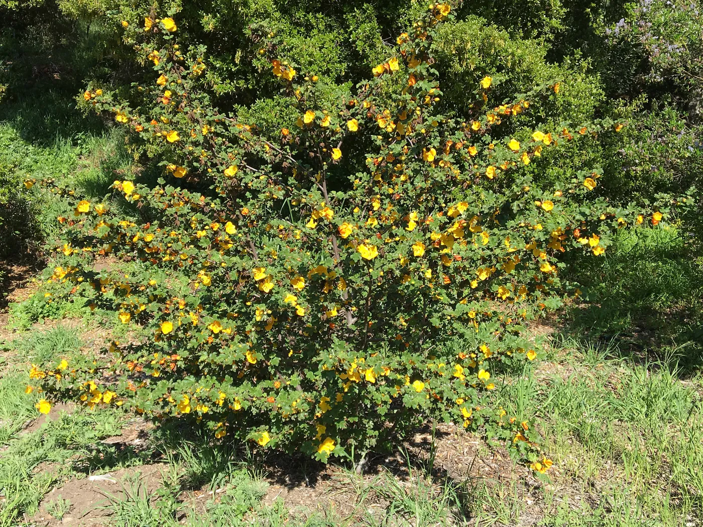 Fremontodendron planting in the Tunnel Road Triangle
