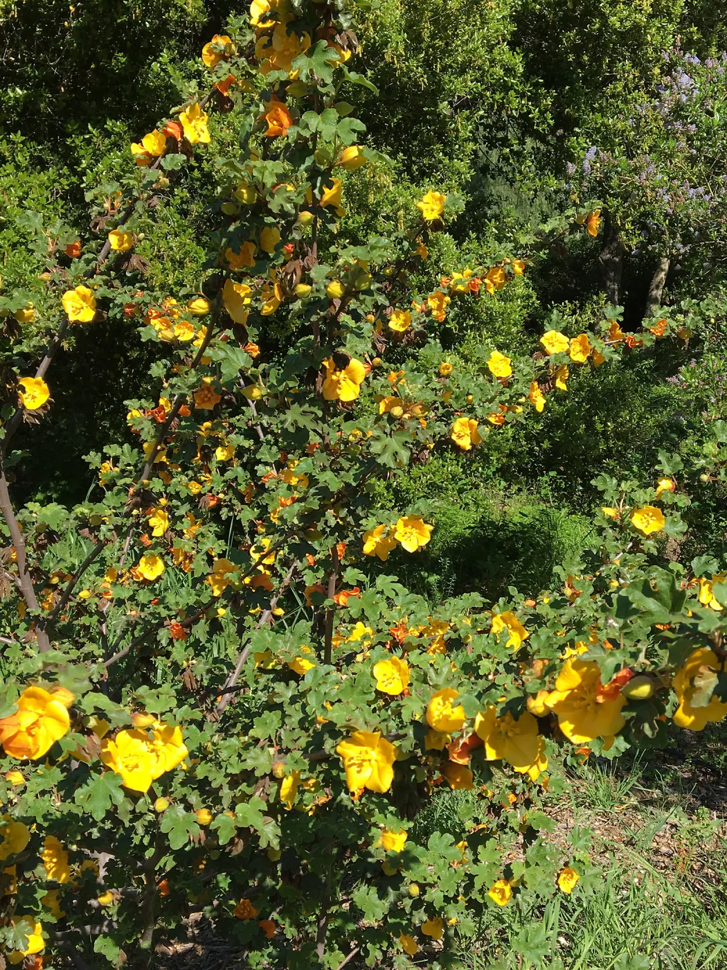 Fremontodendron planting in the Tunnel Road Triangle