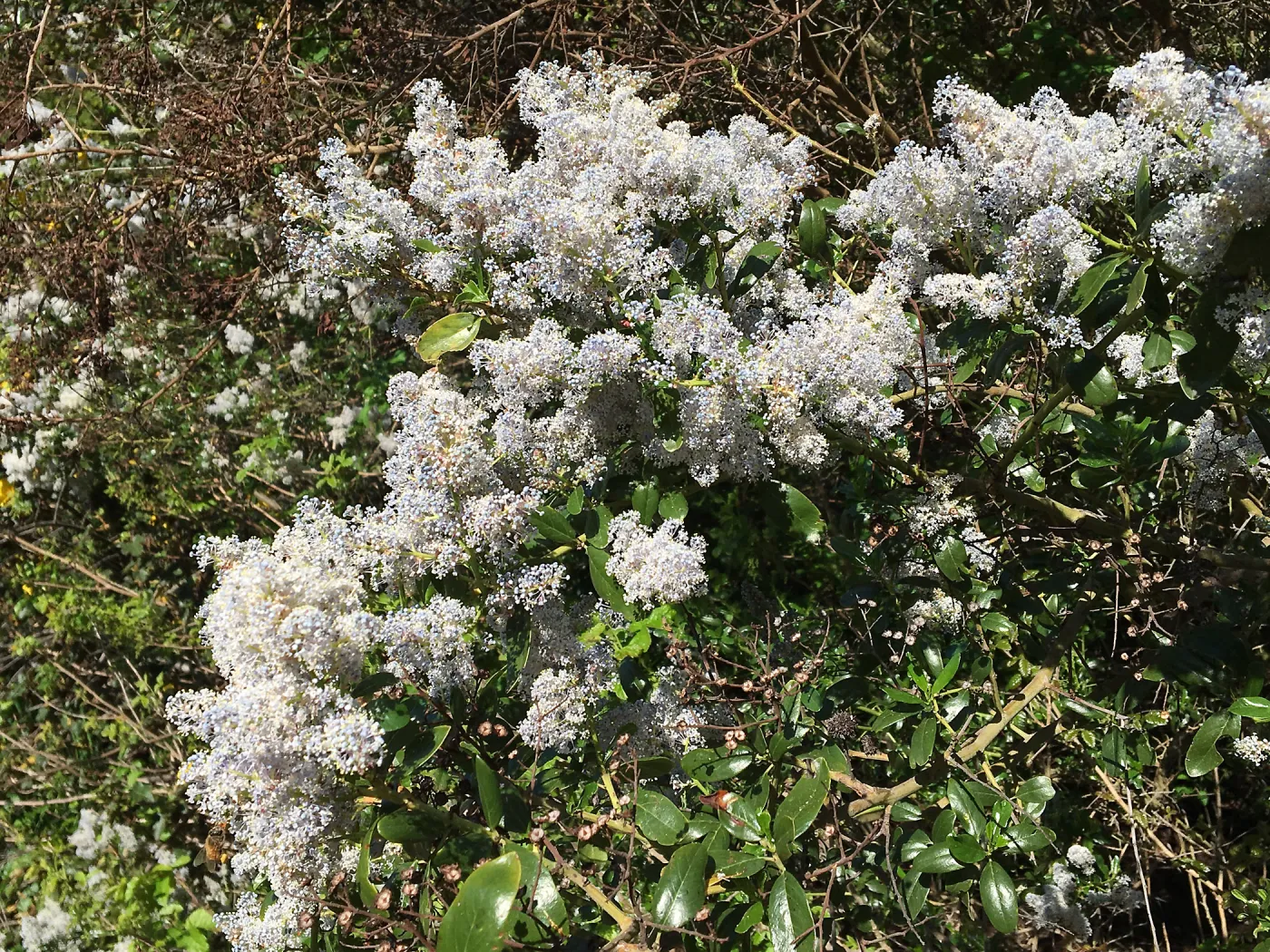 Ceanothus spinosus in the Tunnel Road Triangle