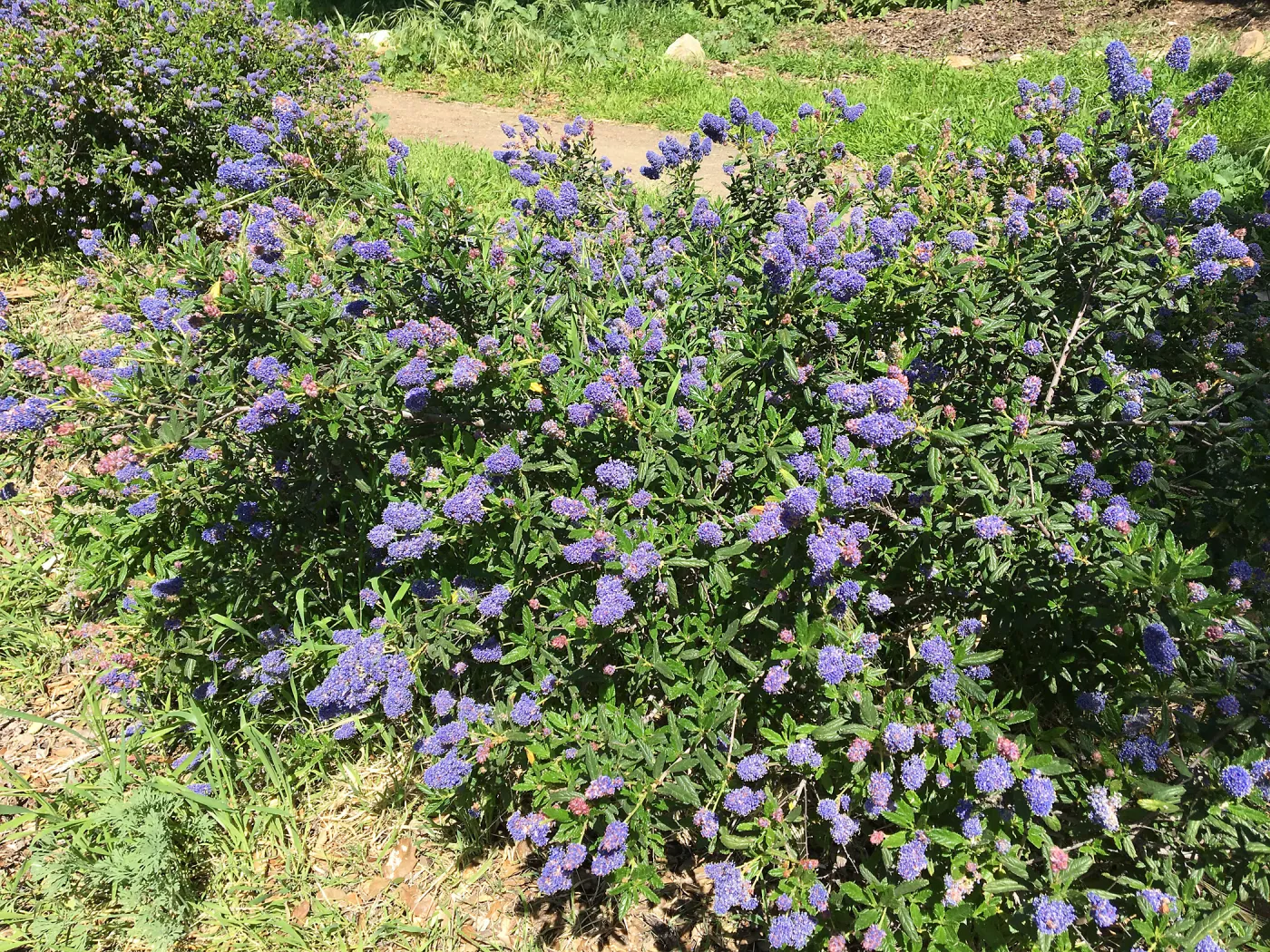 Ceanothus â€˜Wheeler Canyon' on the South West Trail