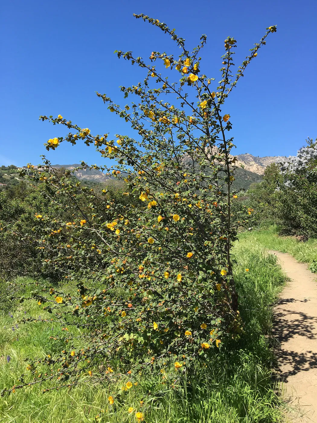 Fremontodendron volunteer on the South West Trail