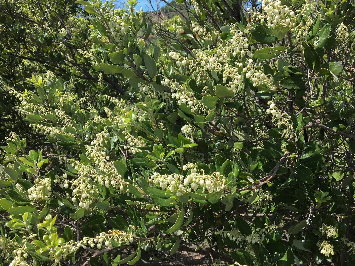 Comarostaphylos diversifolia