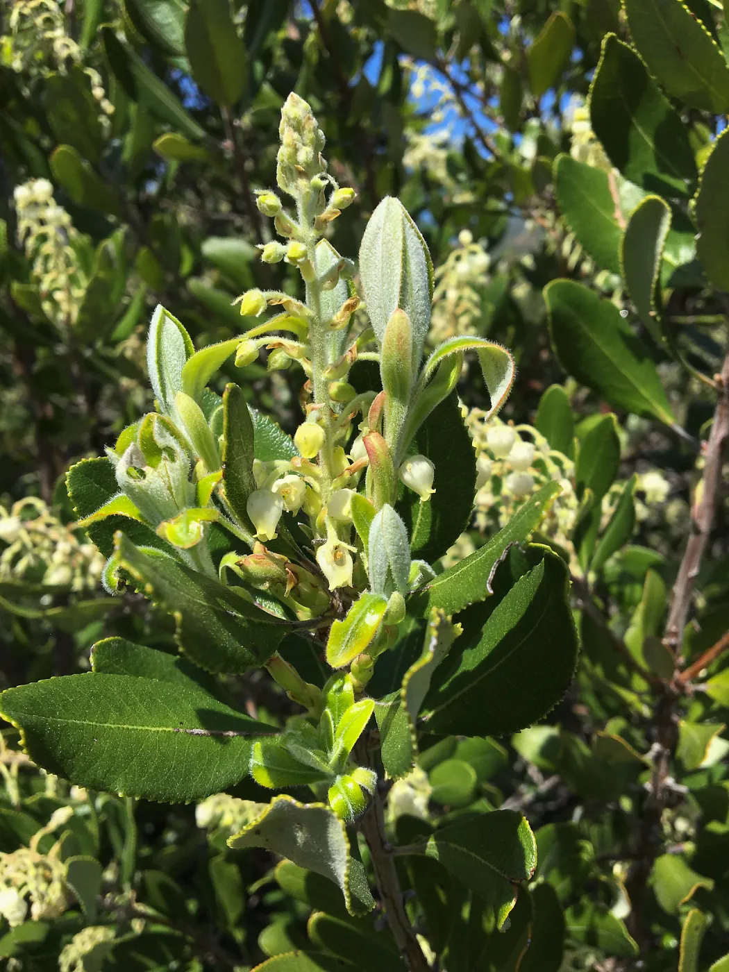 Comarostaphylos diversifolia