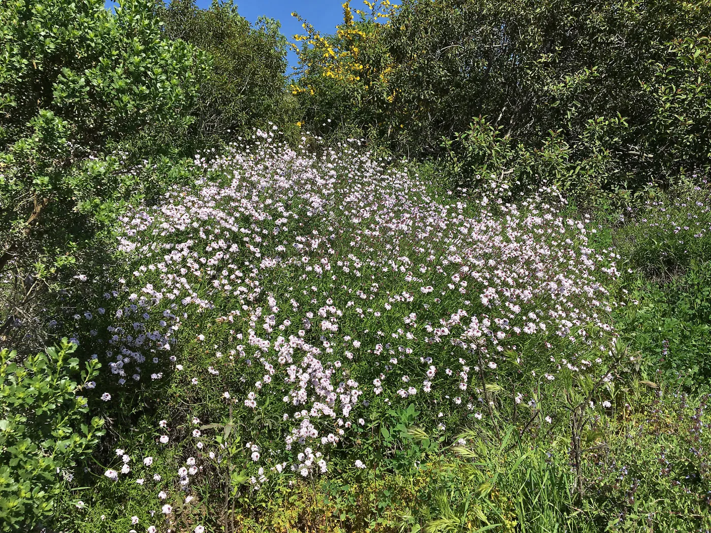 Verbena â€˜Paseo Rancho'