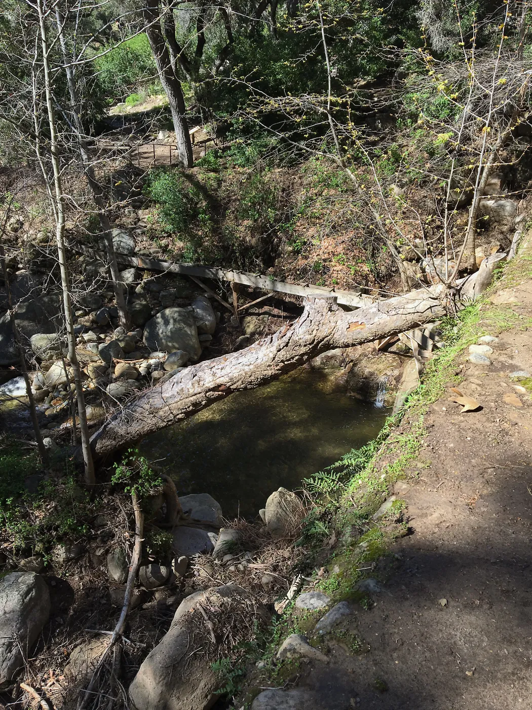 Below Mission Dam after the January 20 rainstorm