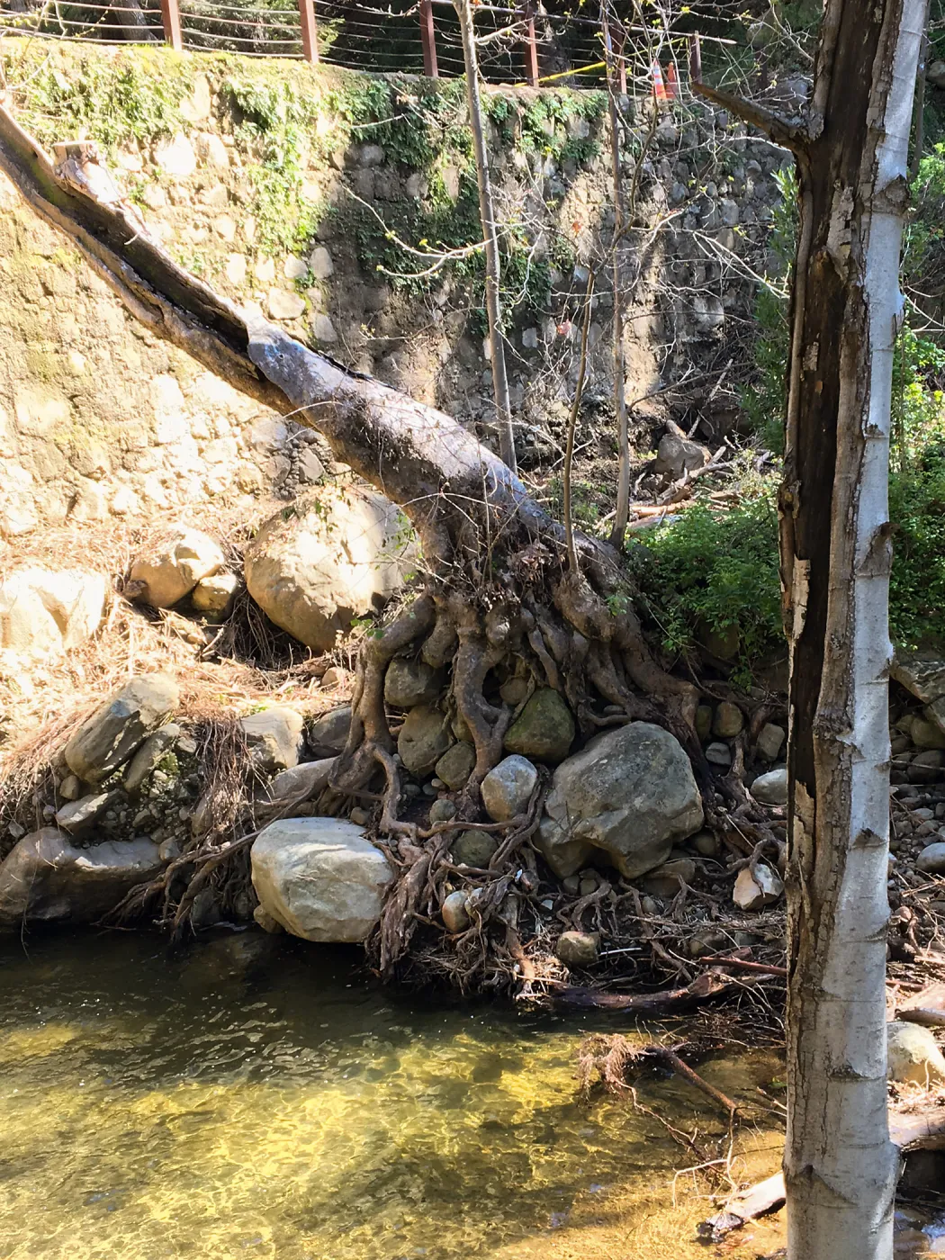 Below Mission Dam after the January 20 rainstorm