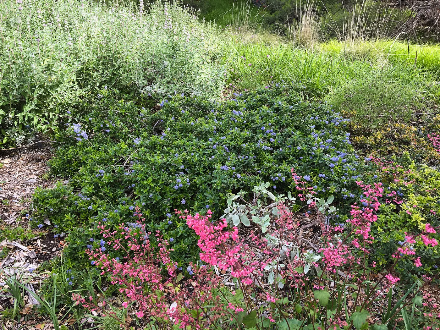 Ceanothus â€˜Joyce Coulter' bottom of groundcover dislay SBBG