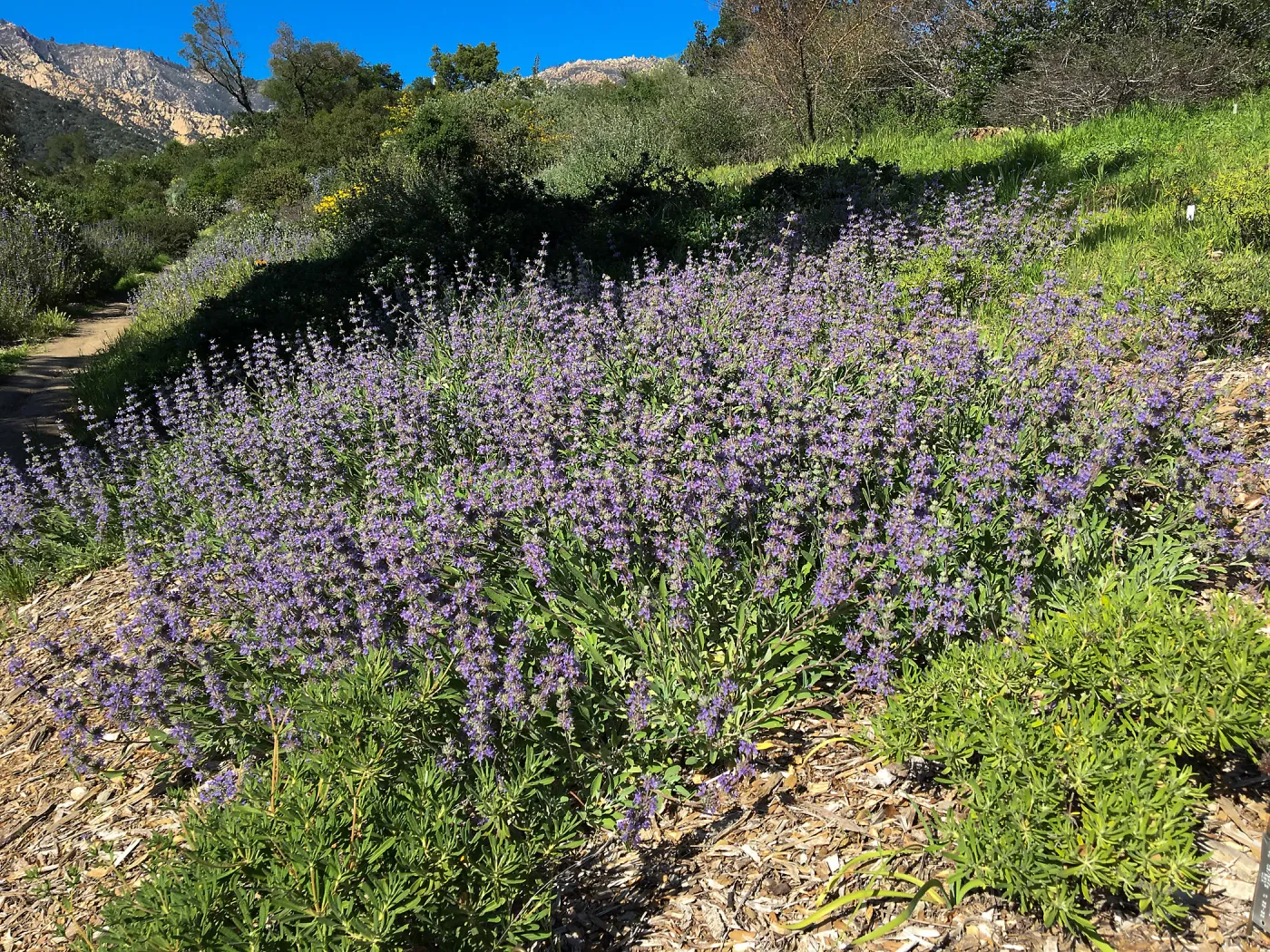 Salvia â€˜Bees Bliss', Porter Trail