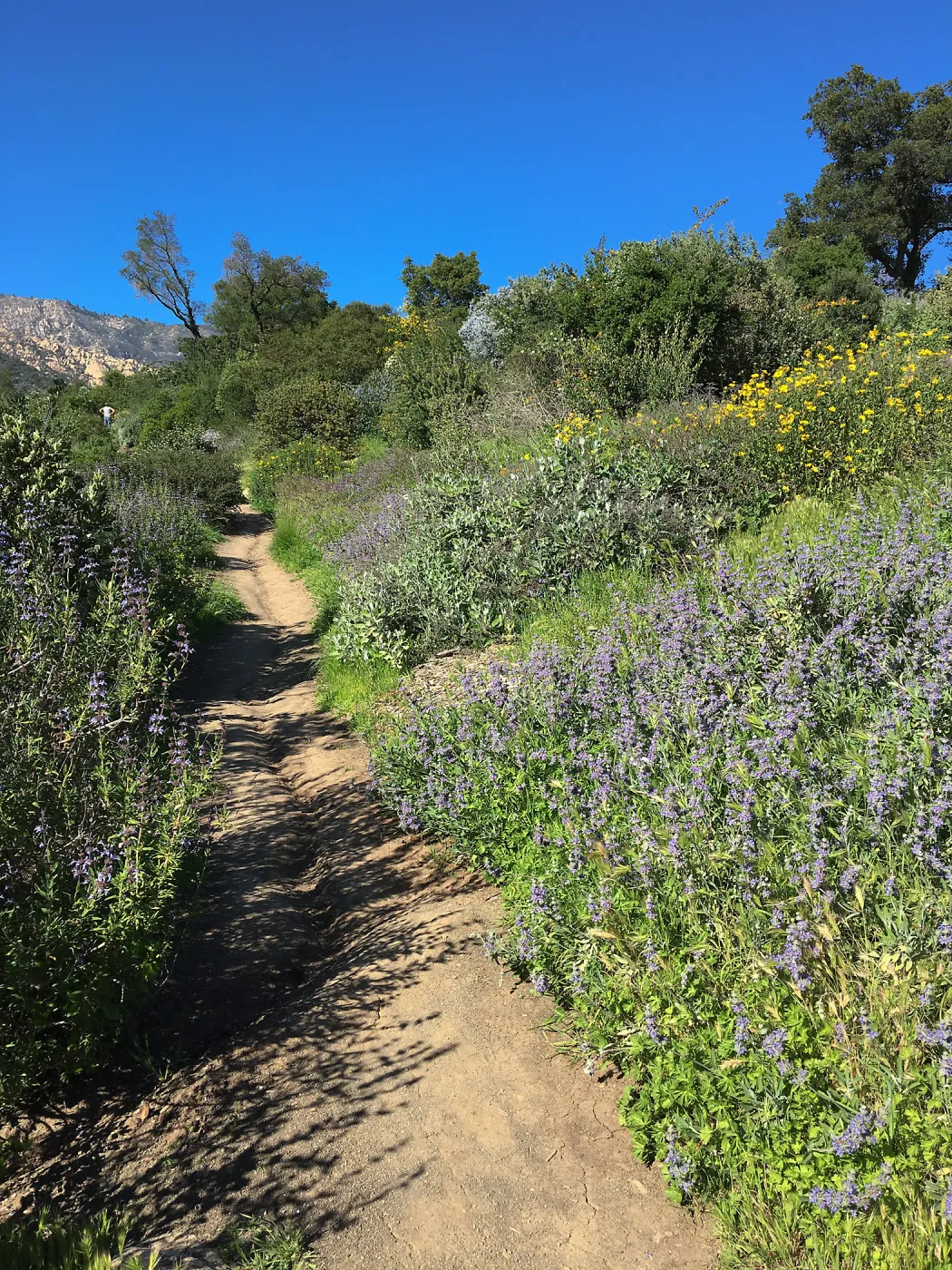 Salvia â€˜Bees Bliss', Porter Trail