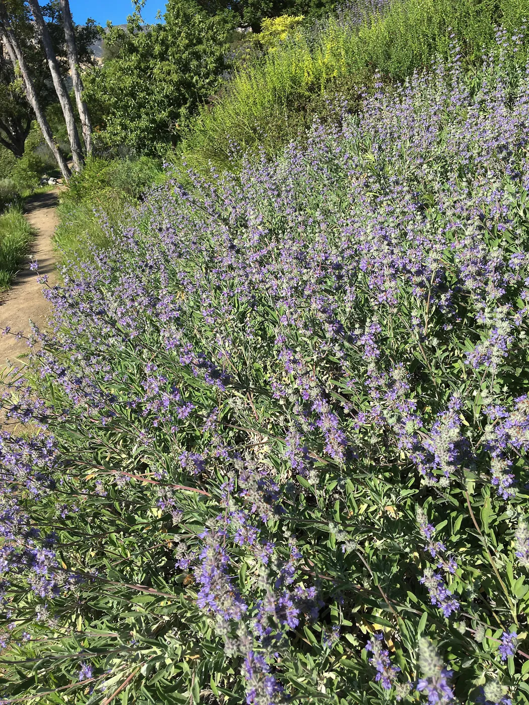 Salvia â€˜Bees Bliss', Porter Trail