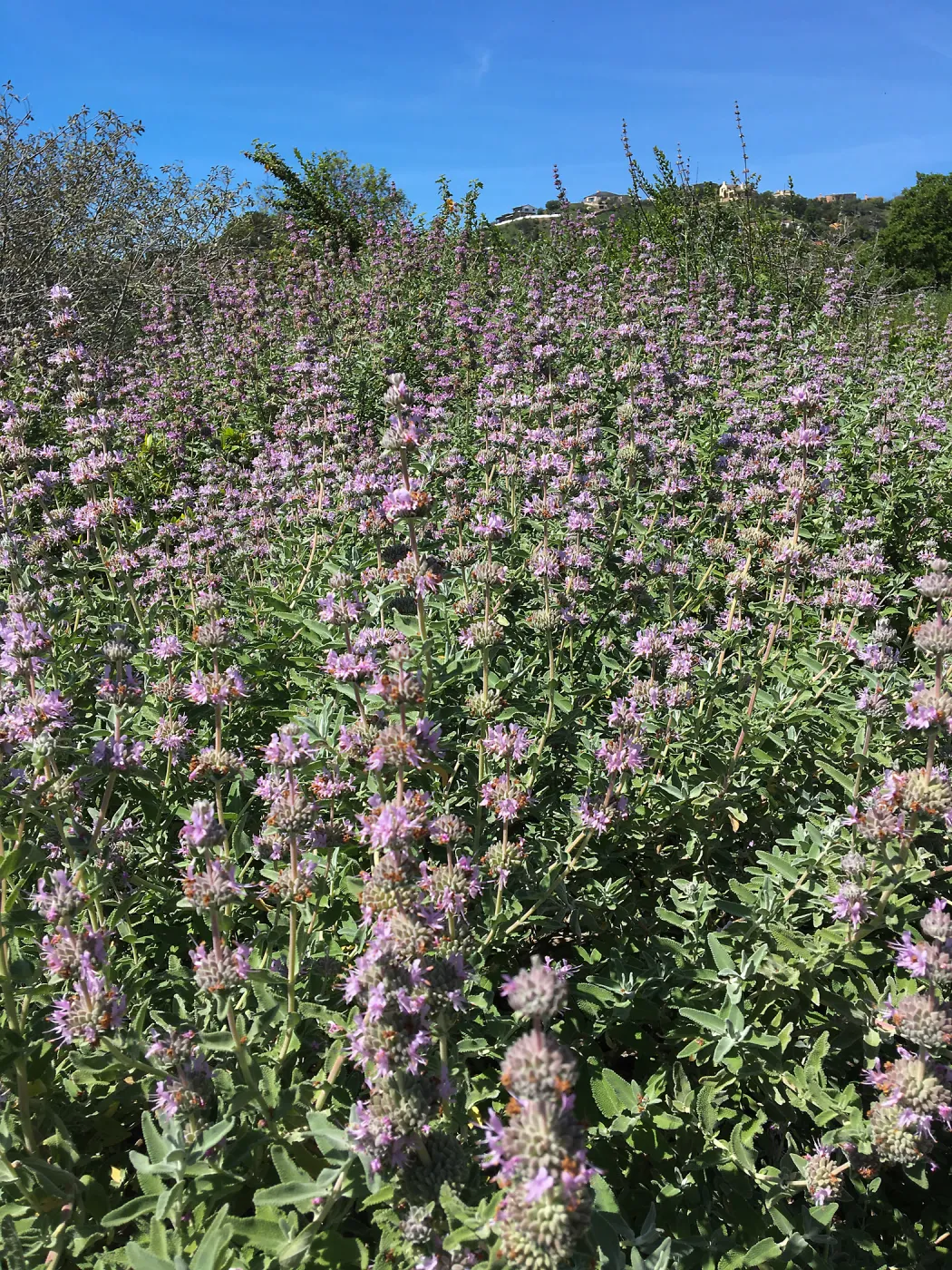 Salvia (Sage) leucophylla, Porter Trail